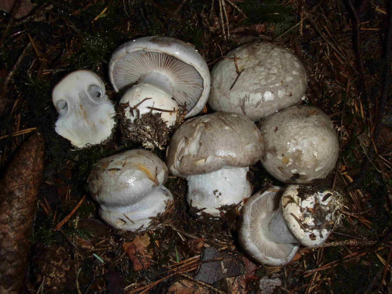 Cortinarius caesiocanescens (Cortinarius caesiocanescens) — photo mycologique