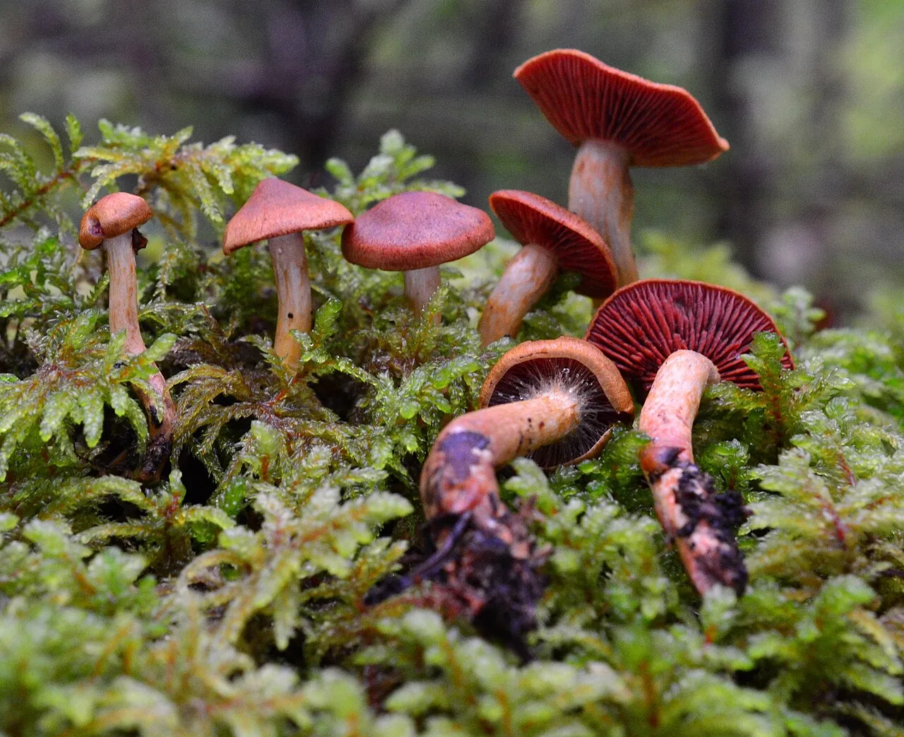 Cortinarius californicus (Cortinarius californicus) — photo mycologique