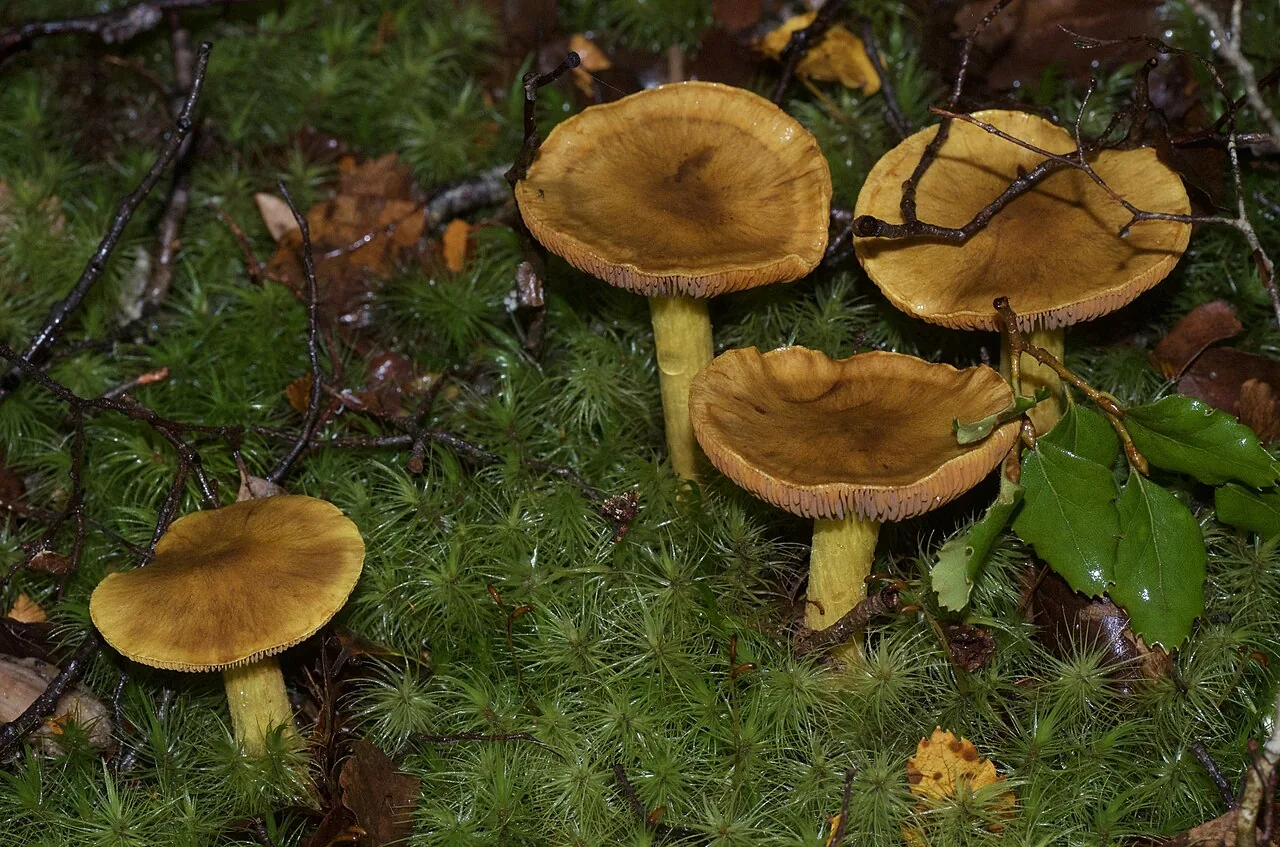 Cortinarius canarius (Cortinarius canarius) — photo mycologique