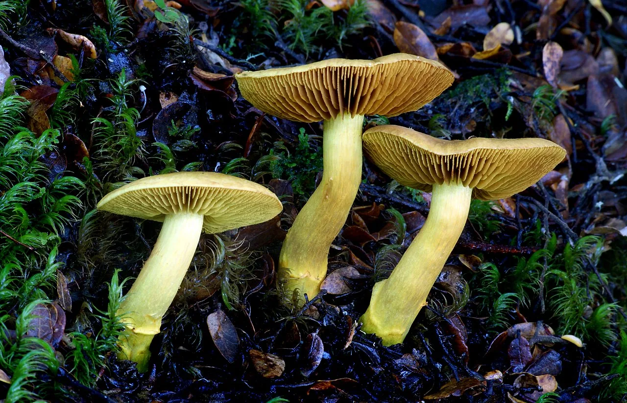 Cortinarius chrysma (Cortinarius chrysma) — photo mycologique