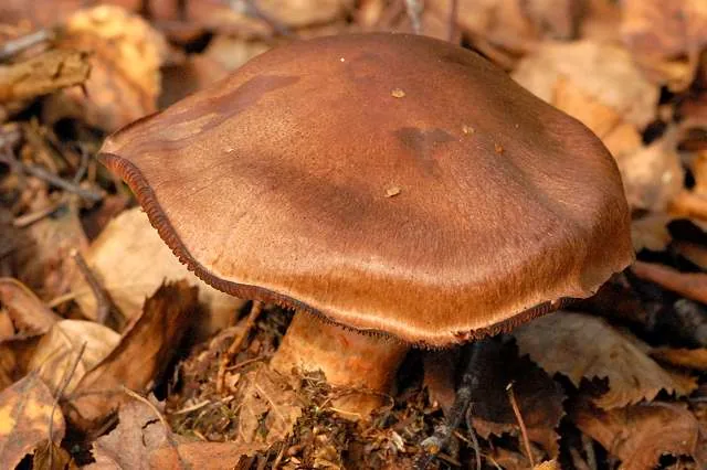 Cortinarius cinnamomeus (Cortinarius cinnamomeus) — photo mycologique