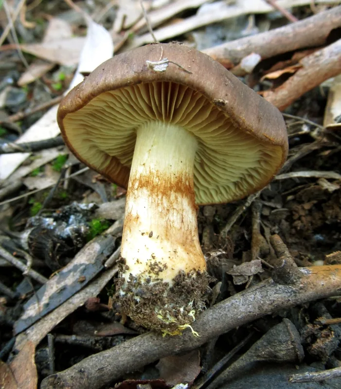 Cortinarius clelandii (Cortinarius clelandii) — photo mycologique