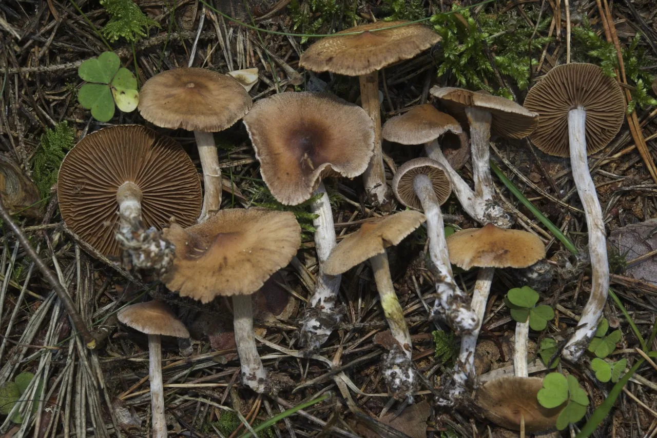 Cortinarius comptulus (Cortinarius comptulus) — photo mycologique