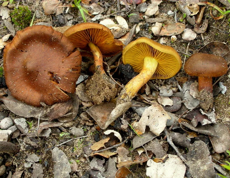 Cortinarius croceus (Cortinarius croceus) — photo mycologique