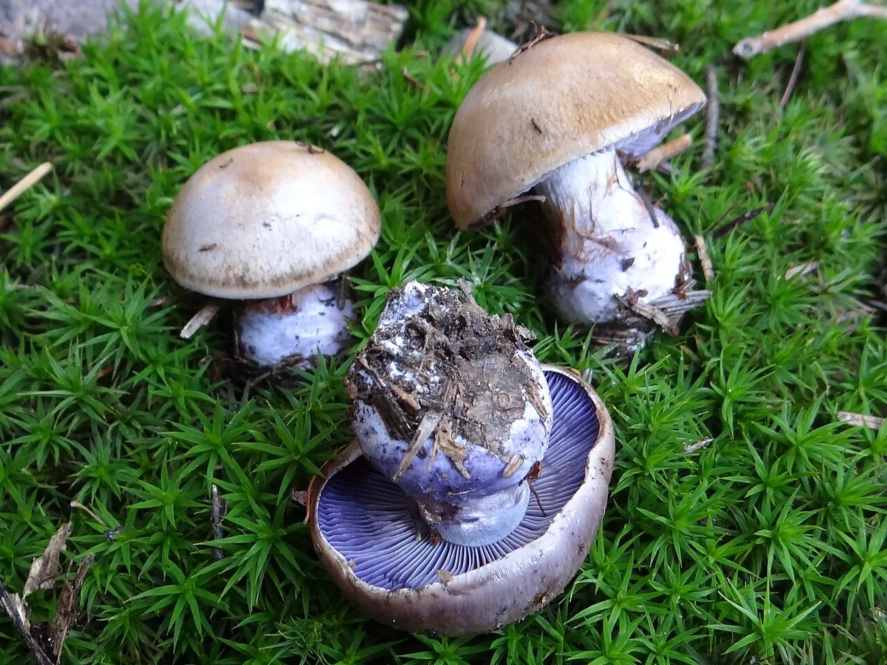Cortinarius cyanites (Cortinarius cyanites) — photo mycologique