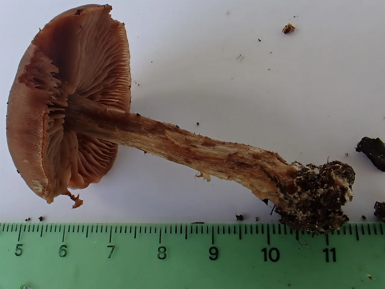 Cortinarius cyprinus (Cortinarius cyprinus) — photo mycologique