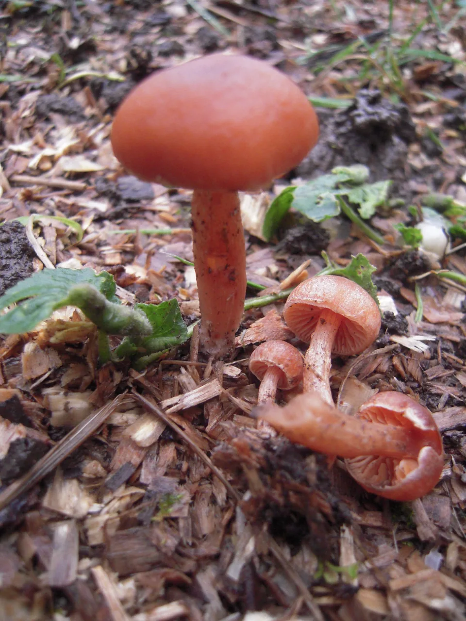 Cortinarius damascenus (Cortinarius damascenus) — photo mycologique