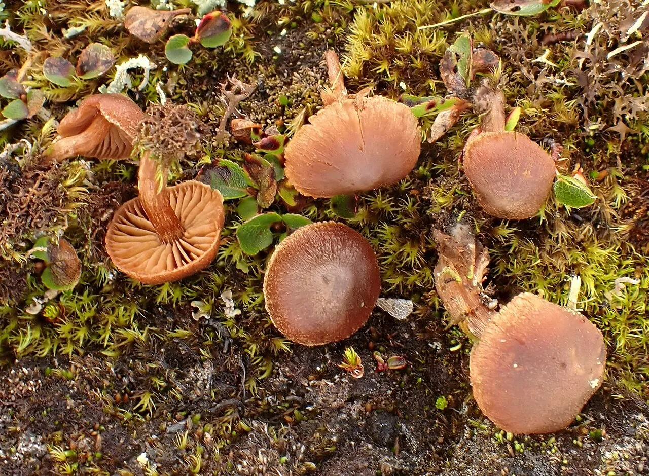 Cortinarius desertorum (Cortinarius desertorum) — photo mycologique