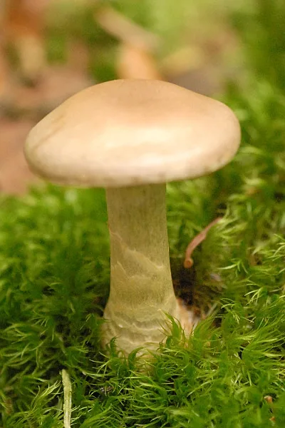 Cortinarius diabolicus (Cortinarius diabolicus) — photo mycologique
