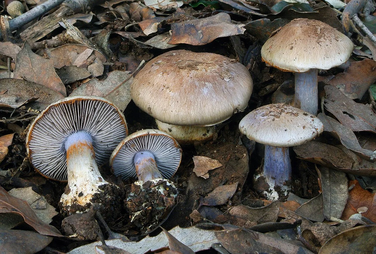 Cortinarius dionysae (Cortinarius dionysae) — photo mycologique