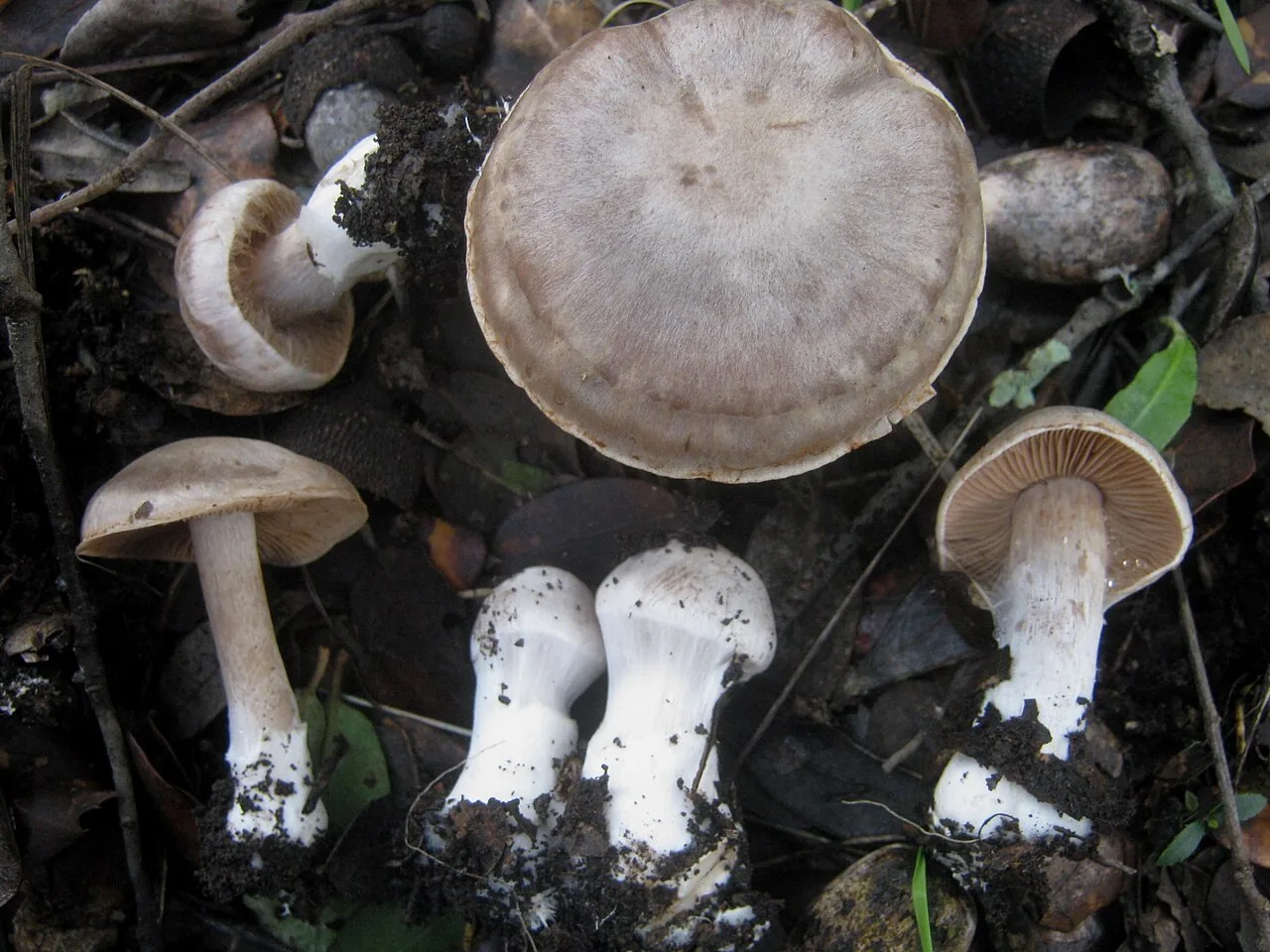 Cortinarius diosmus (Cortinarius diosmus) — photo mycologique