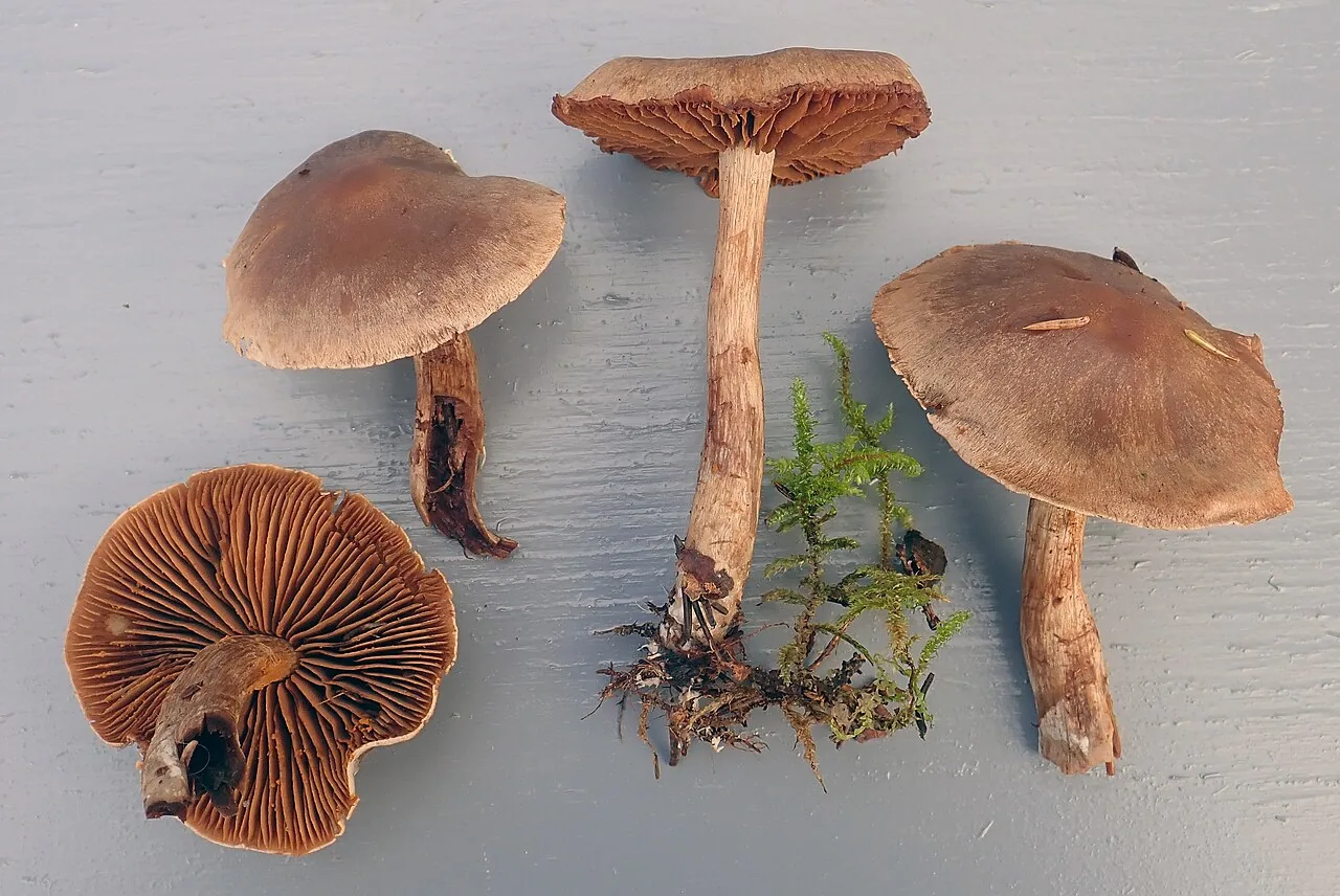 Cortinarius disjungendulus (Cortinarius disjungendulus) — photo mycologique
