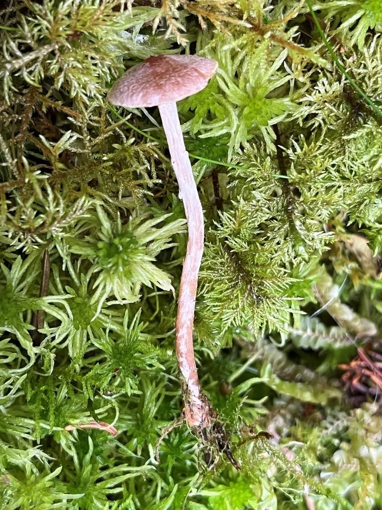 Cortinarius expallens (Cortinarius expallens) — photo mycologique