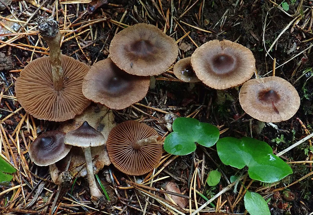 Cortinarius falsosus (Cortinarius falsosus) — photo mycologique