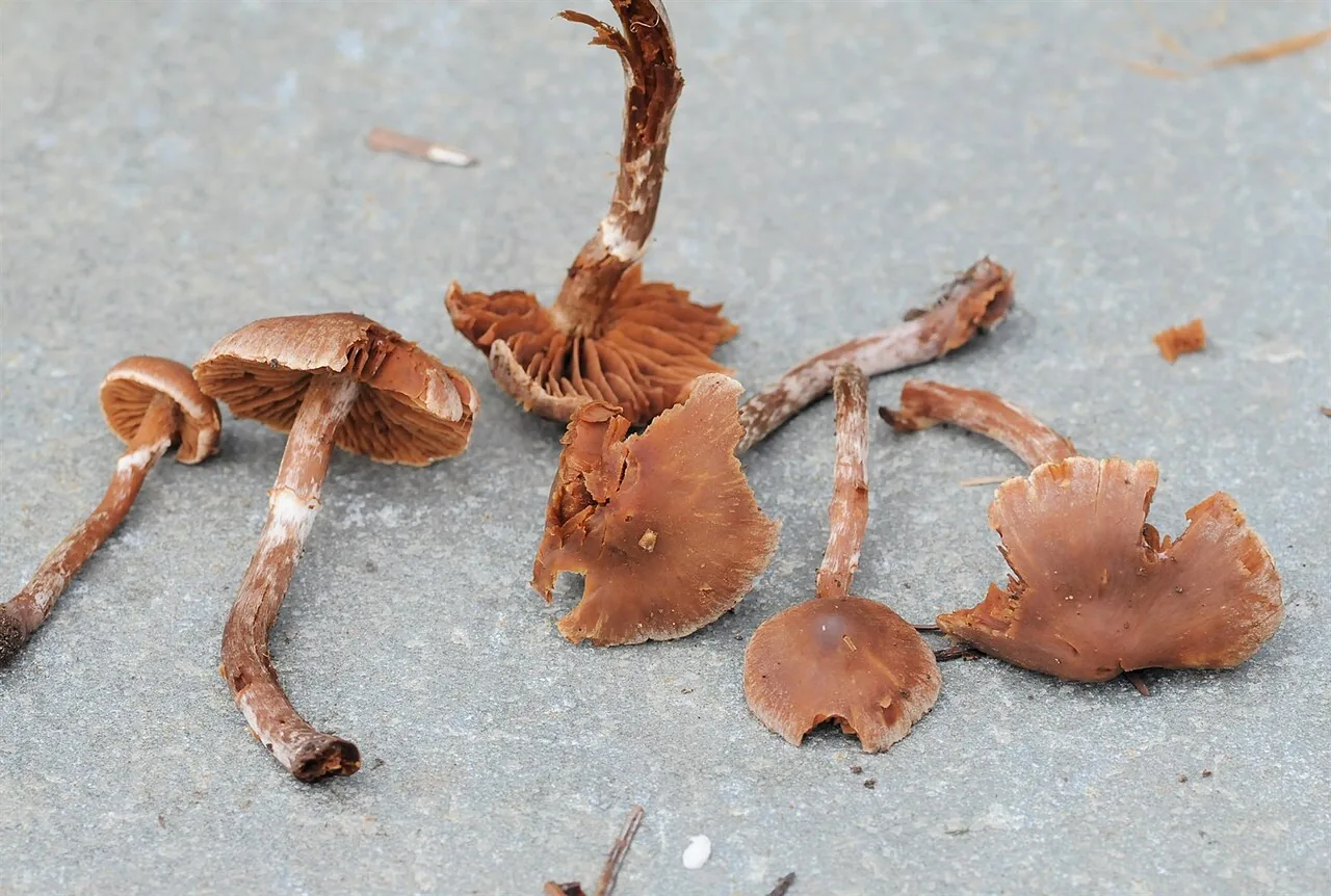 Cortinarius flabellus (Cortinarius flabellus) — photo mycologique