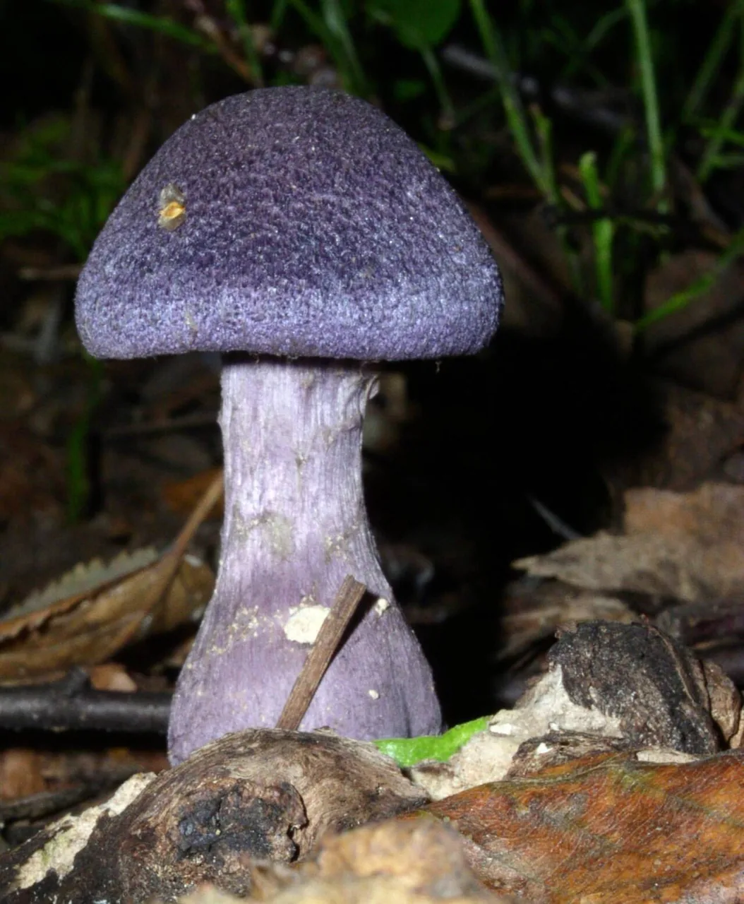 Cortinarius fuscoviolaceus (Cortinarius fuscoviolaceus) — photo mycologique