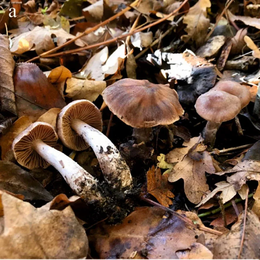 Cortinarius heatherae (Cortinarius heatherae) — photo mycologique