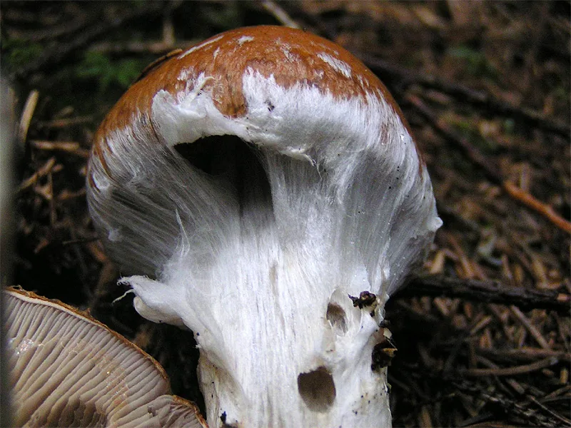 Cortinarius hoeftii (Cortinarius hoeftii) — photo mycologique