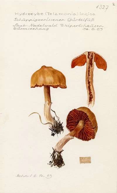 Cortinarius incisus (Cortinarius incisus) — photo mycologique