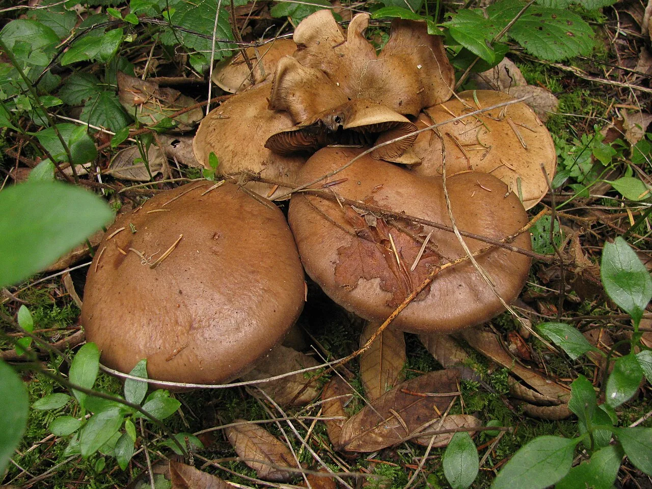 Cortinarius infractus (Cortinarius infractus) — photo mycologique