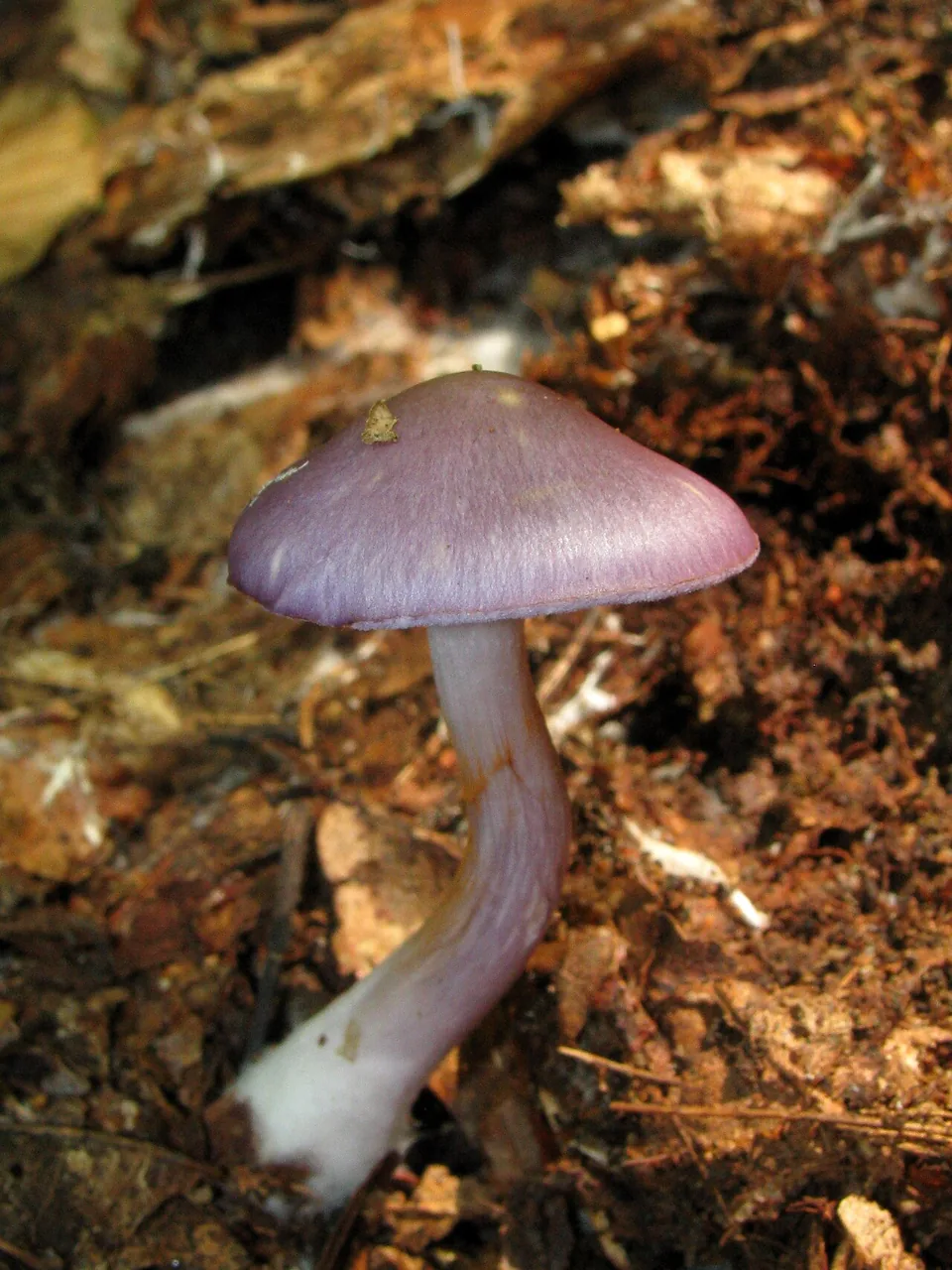 Cortinarius iodes (Cortinarius iodes) — photo mycologique