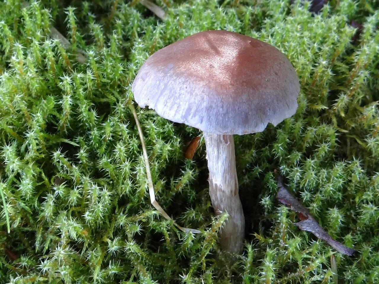 Cortinarius ionophyllus (Cortinarius ionophyllus) — photo mycologique