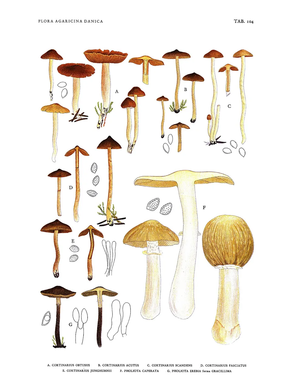 Cortinarius junghuhnii (Cortinarius junghuhnii) — photo mycologique