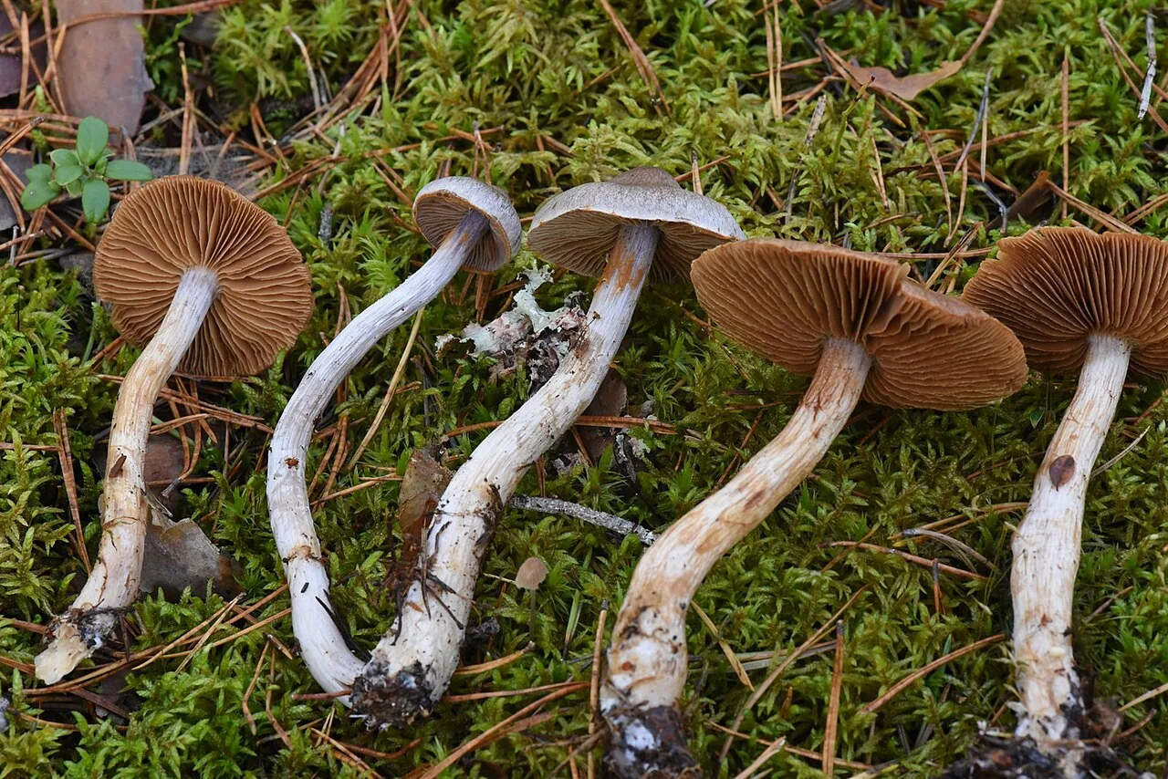 Cortinarius kauffmanianus (Cortinarius kauffmanianus) — photo mycologique