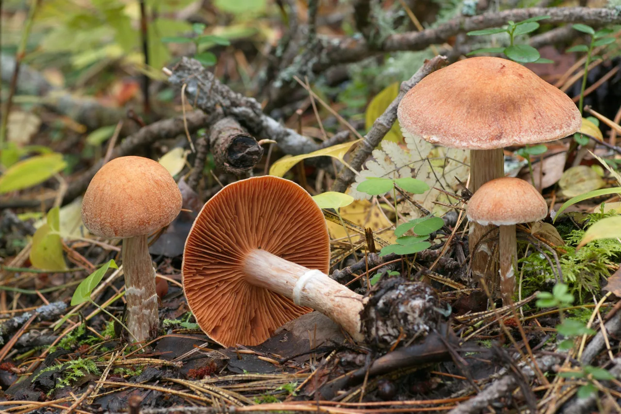 Cortinarius laniger (Cortinarius laniger) — photo mycologique