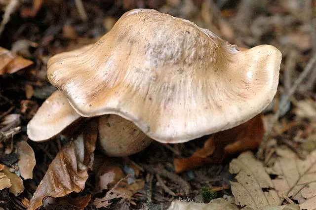 Cortinarius livido-ochraceus (Cortinarius livido-ochraceus) — photo mycologique