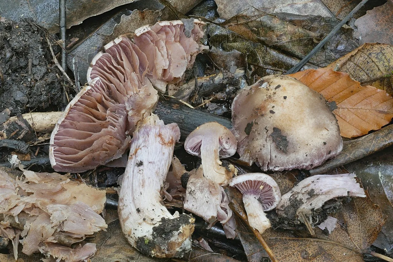 Cortinarius lucorum (Cortinarius lucorum) — photo mycologique