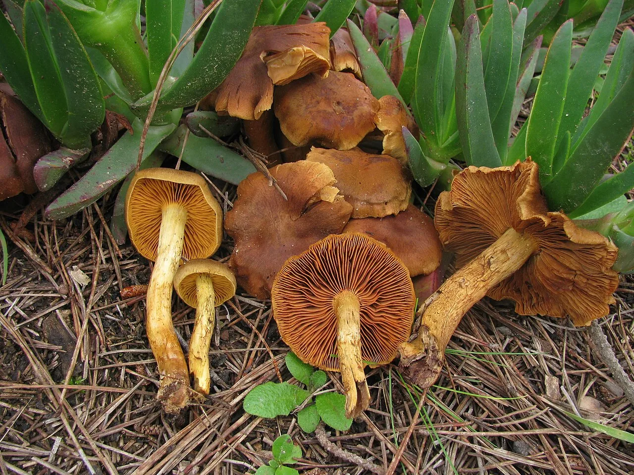 Cortinarius malicorius (Cortinarius malicorius) — photo mycologique