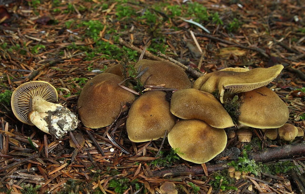 Cortinarius melanotus (Cortinarius melanotus) — photo mycologique