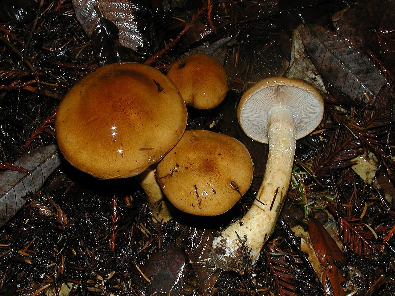 Cortinarius mucosus (Cortinarius mucosus) — photo mycologique