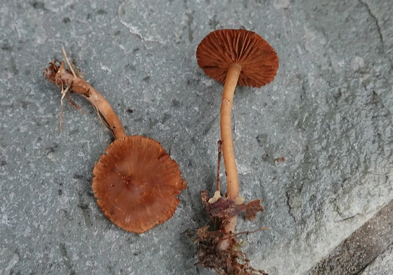 Cortinarius neofallax (Cortinarius neofallax) — photo mycologique