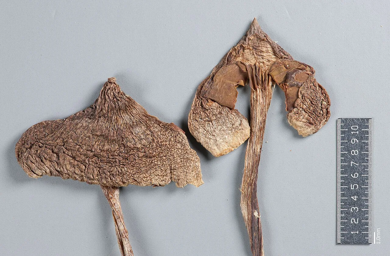 Cortinarius nigrocuspidatus (Cortinarius nigrocuspidatus) — photo mycologique