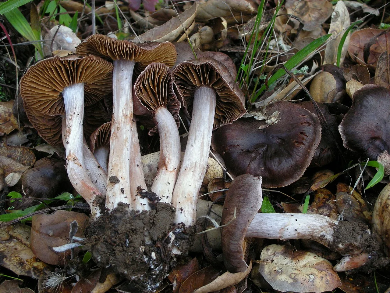 Cortinarius ohlone (Cortinarius ohlone) — photo mycologique