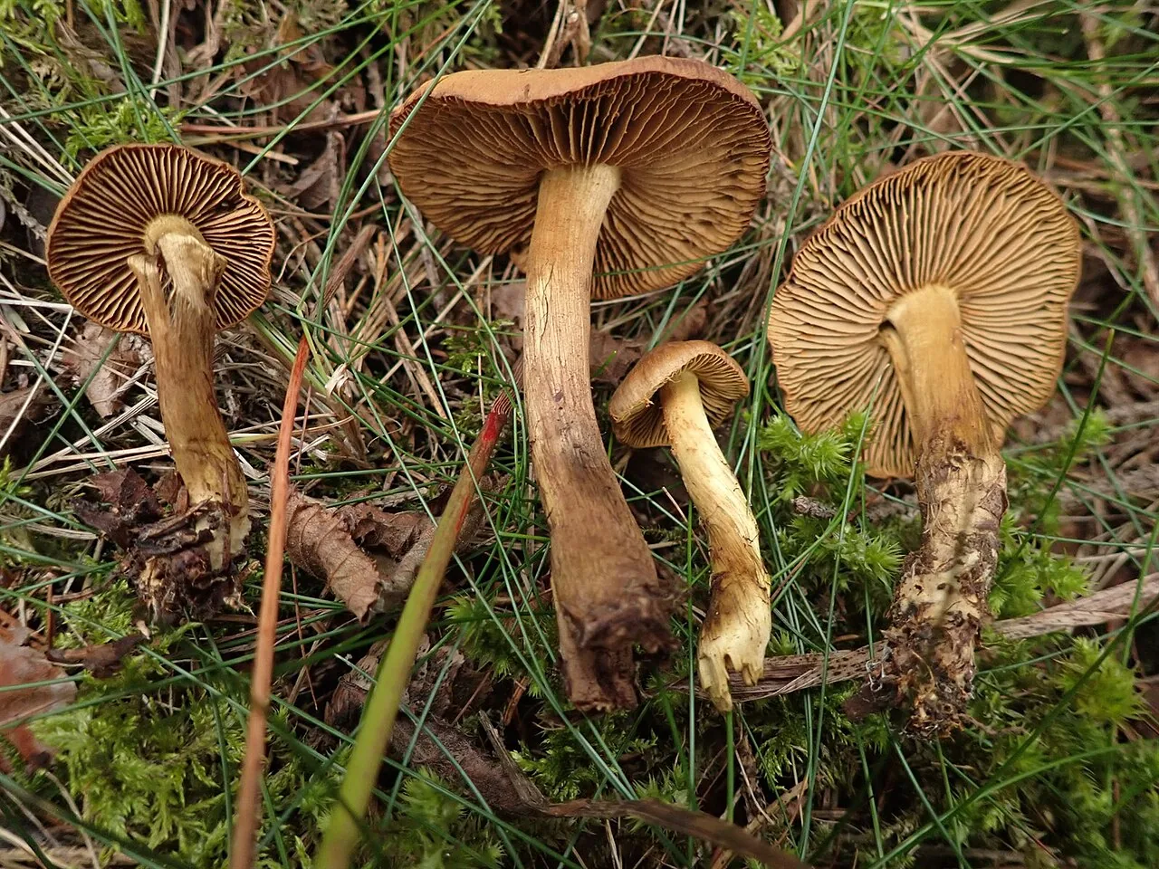 Cortinarius olivaceofuscus (Cortinarius olivaceofuscus) — photo mycologique