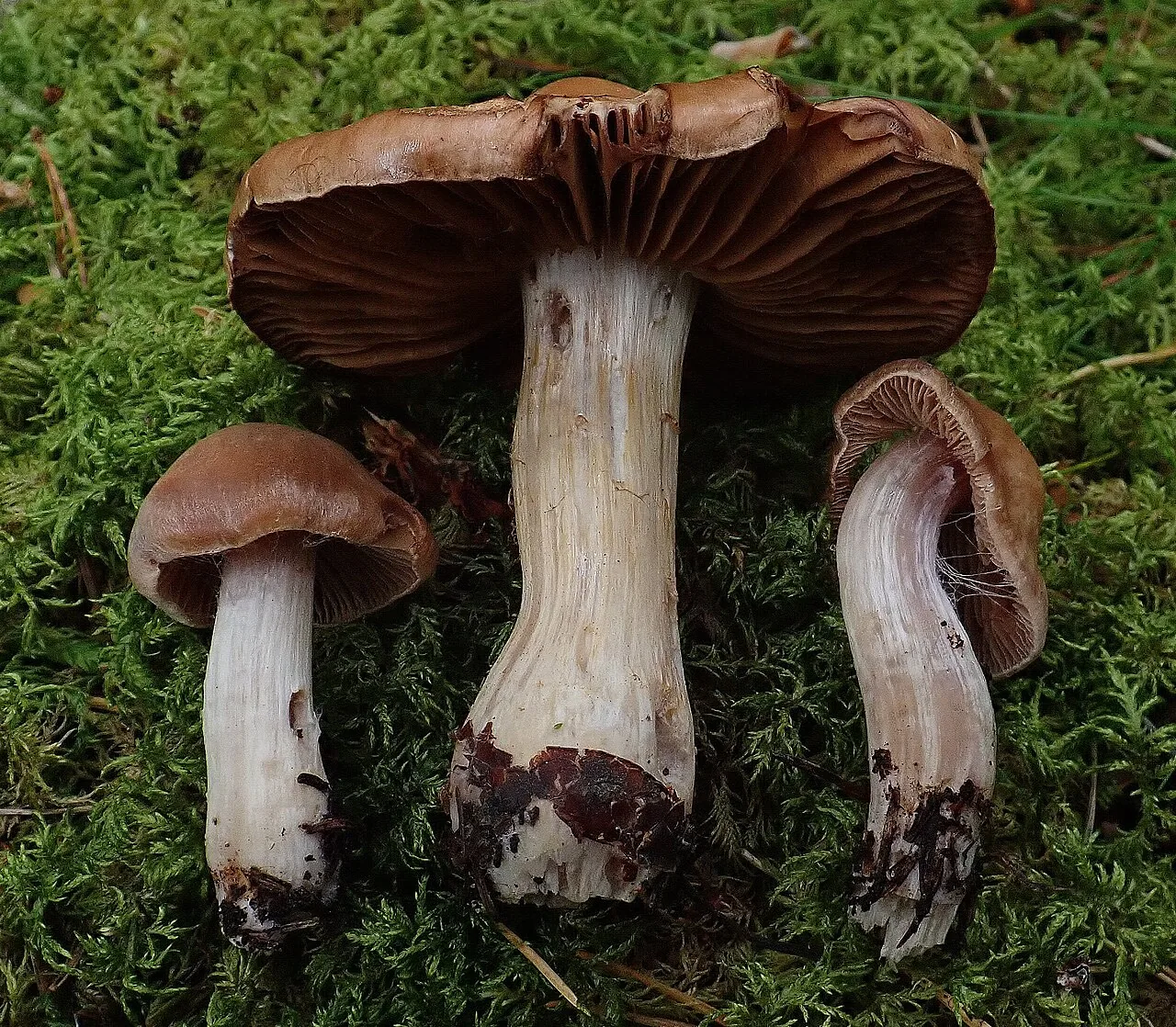 Cortinarius pallidostriatus (Cortinarius pallidostriatus) — photo mycologique