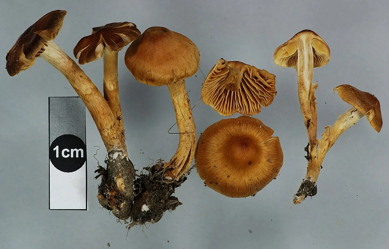 Cortinarius paludosaniosus (Cortinarius paludosaniosus) — photo mycologique