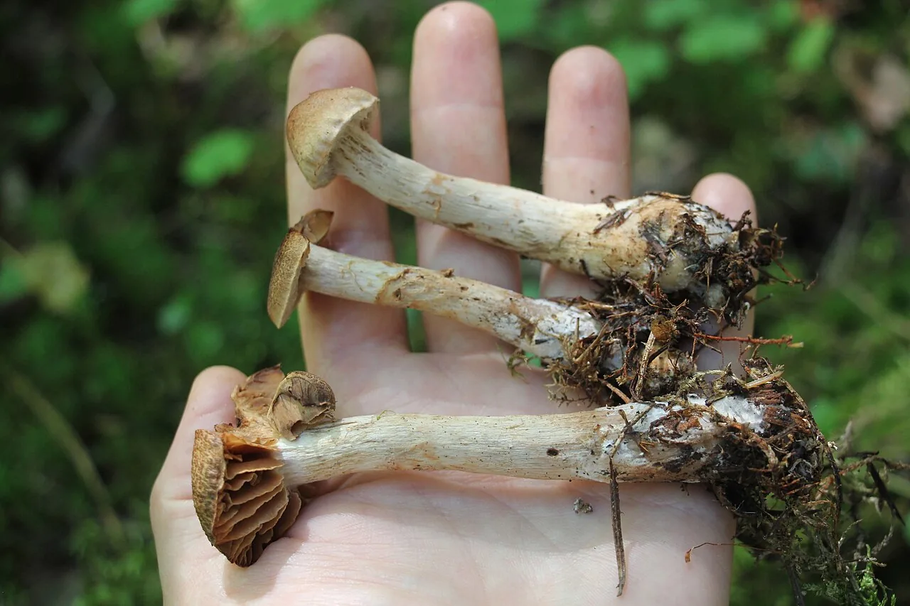 Cortinarius paragaudis (Cortinarius paragaudis) — photo mycologique