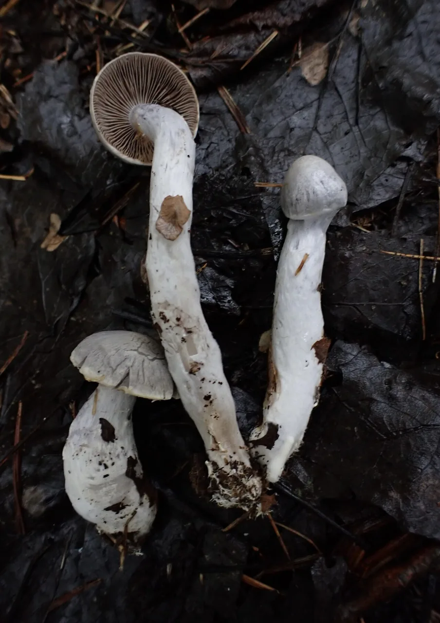 Cortinarius paralbocyaneus (Cortinarius paralbocyaneus) — photo mycologique