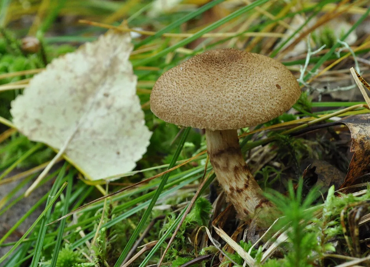 Cortinarius pholideus (Cortinarius pholideus) — photo mycologique