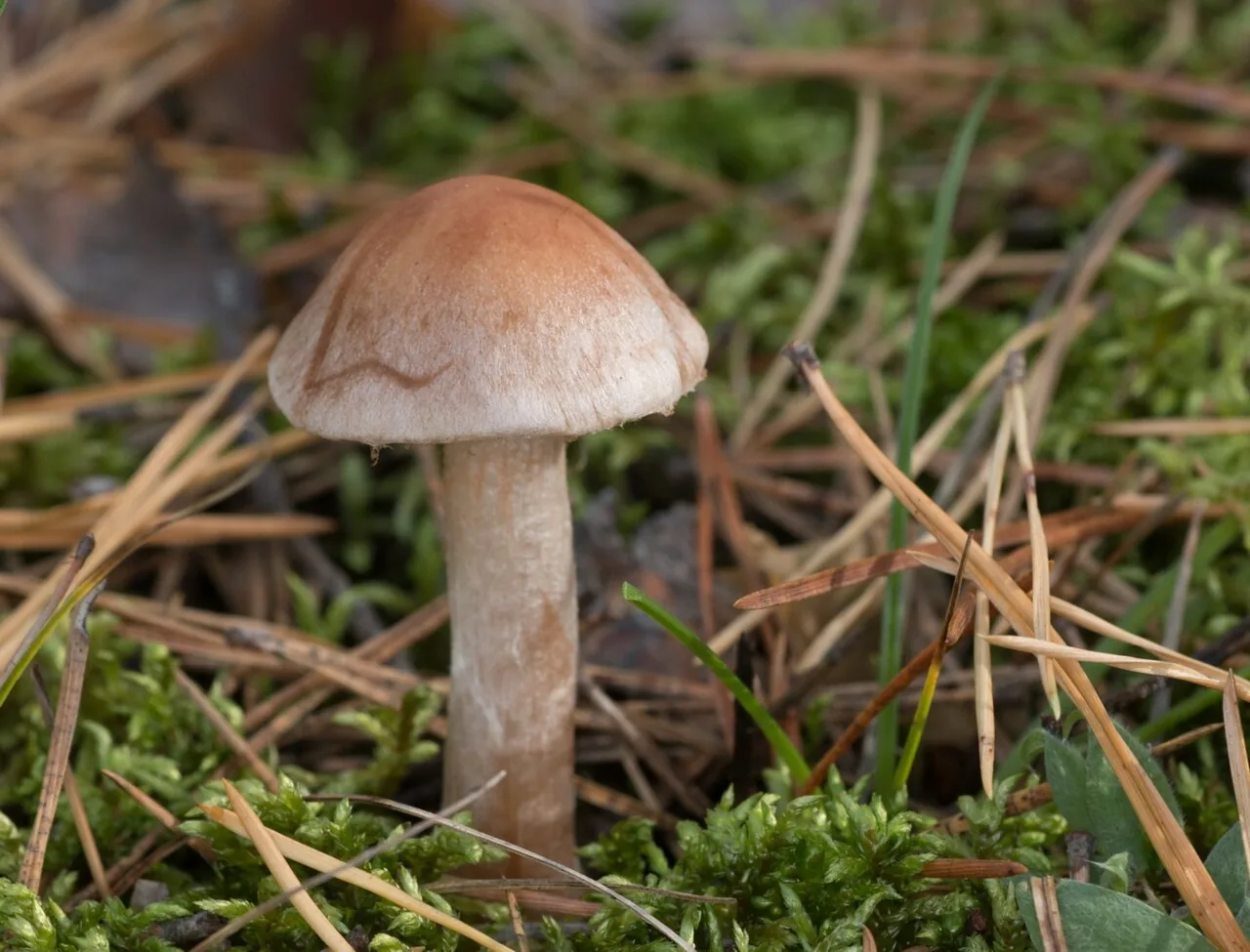 Cortinarius piceidisjungendus (Cortinarius piceidisjungendus) — photo mycologique