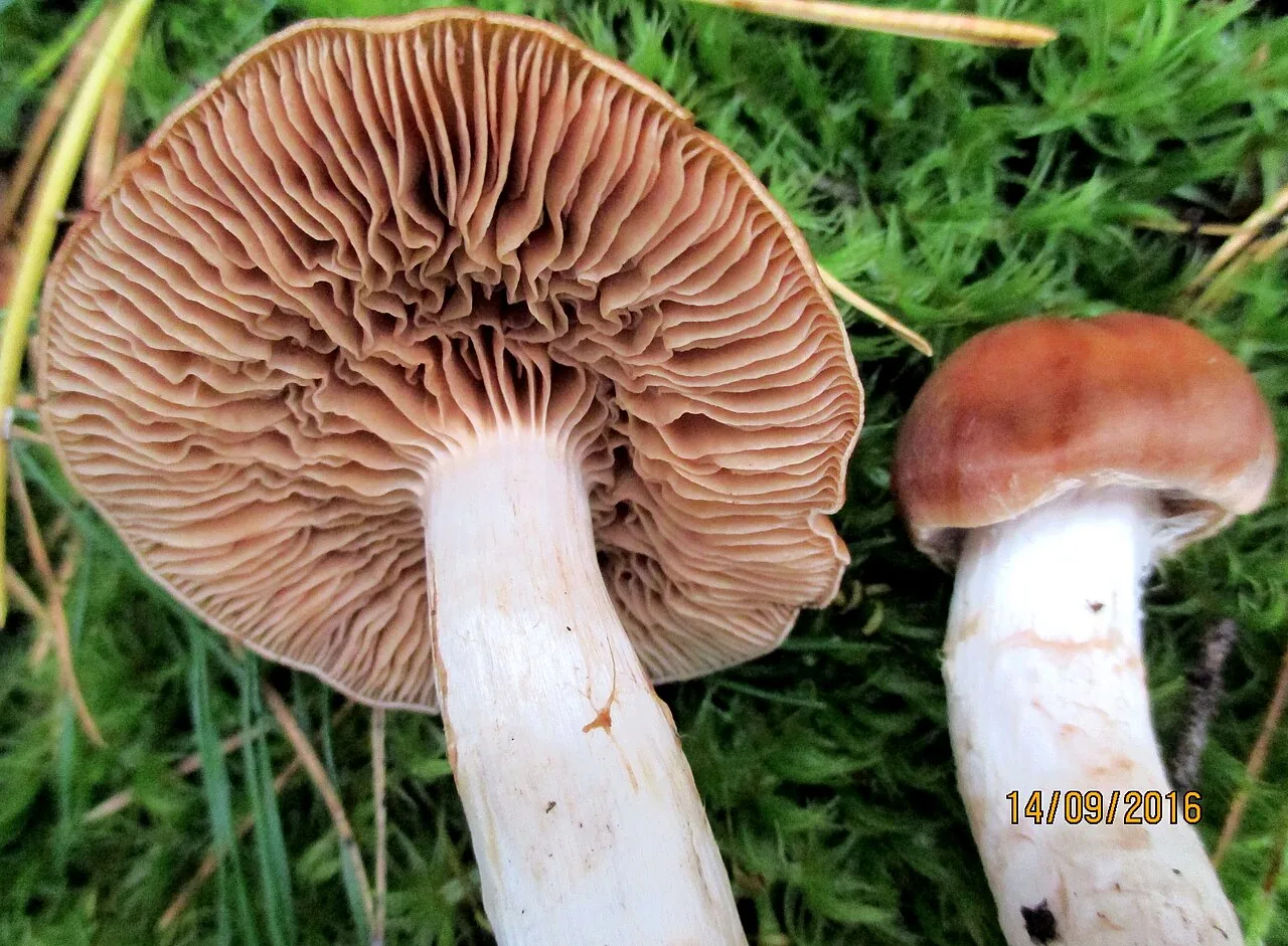 Cortinarius poecilopus (Cortinarius poecilopus) — photo mycologique