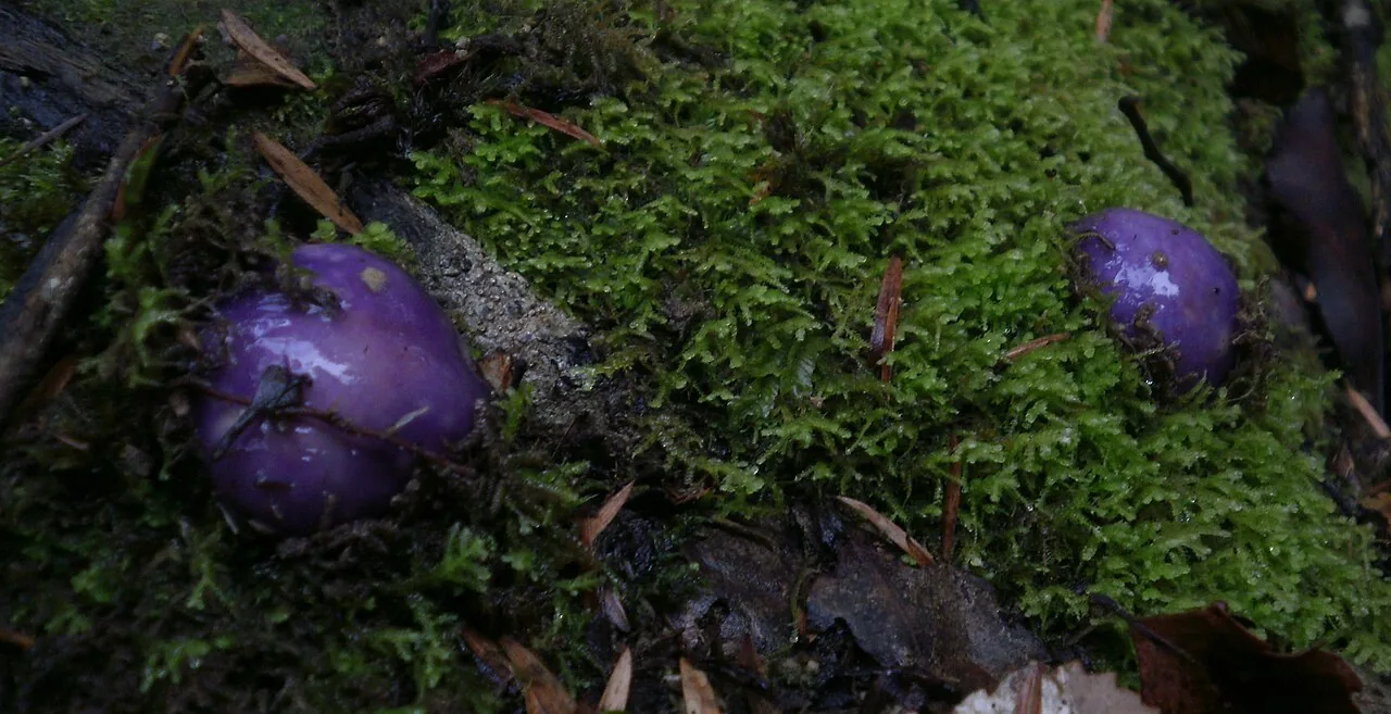 Cortinarius porphyroideus (Cortinarius porphyroideus) — photo mycologique