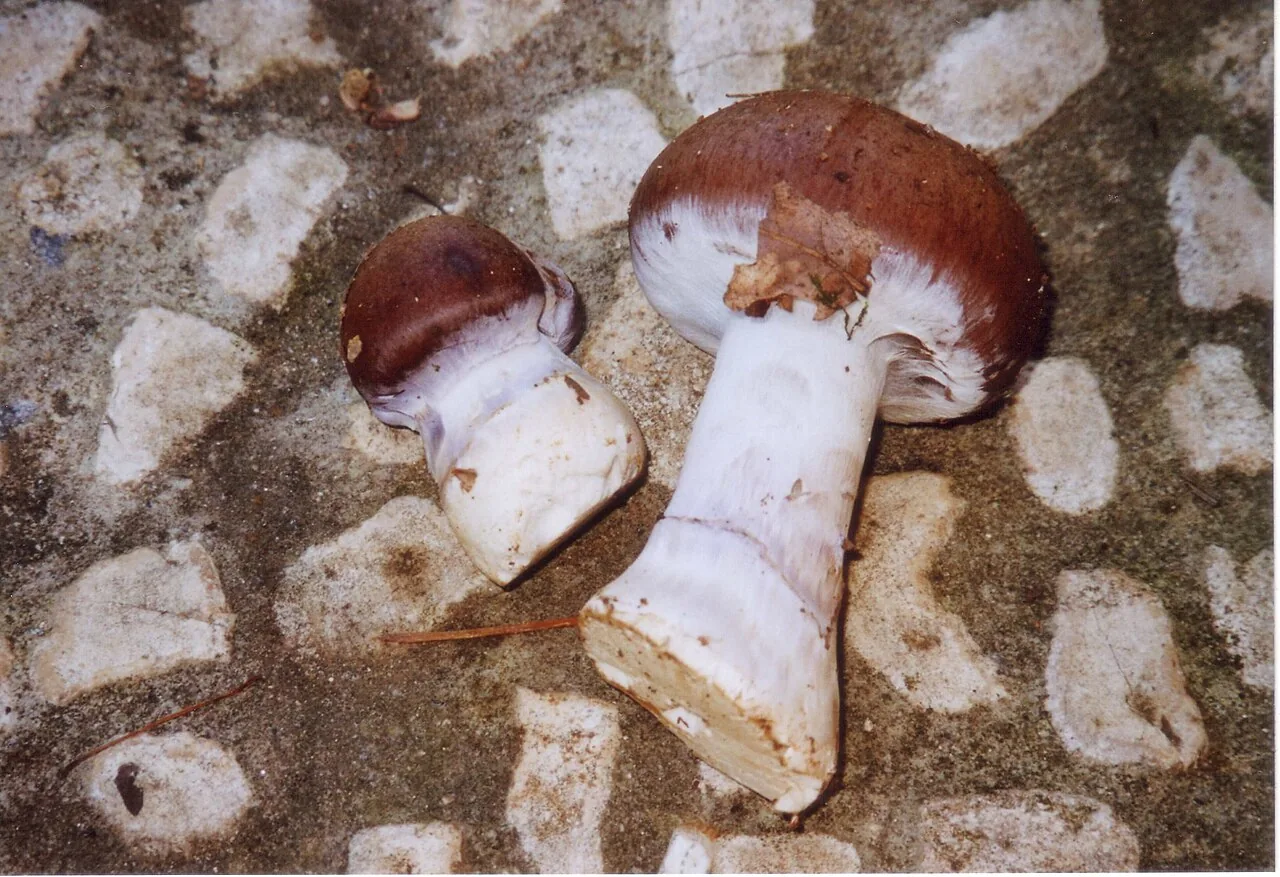 Cortinarius praestans (Cortinarius praestans) — photo mycologique