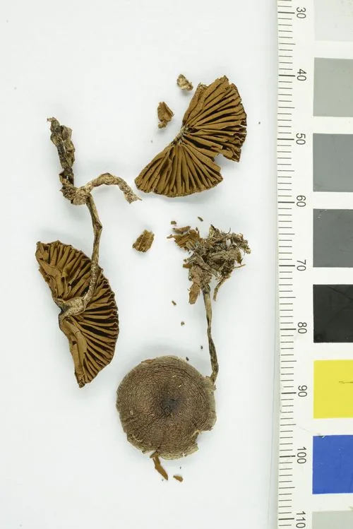 Cortinarius praestigiosus (Cortinarius praestigiosus) — photo mycologique