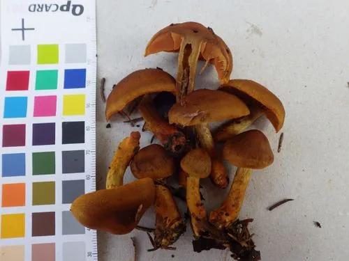 Cortinarius pseudofervidus (Cortinarius pseudofervidus) — photo mycologique