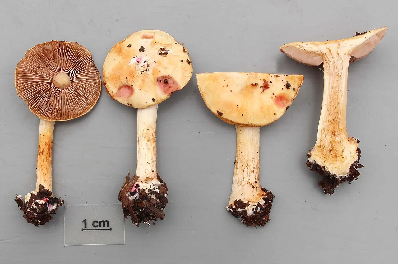 Cortinarius pseudogracilior (Cortinarius pseudogracilior) — photo mycologique